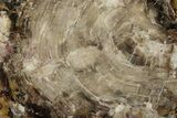Jurassic Petrified Wood Round - Henry Mountain, Utah #244612-1